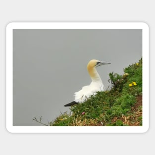 Gannet Sticker